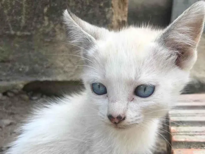 Gato ra a SRD-ViraLata idade 2 a 6 meses nome Algodão doce e Pipoca