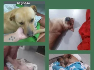 Cachorro raça SRD-ViraLata idade 7 a 11 meses nome ALGOODÃO