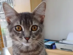 Gato raça SRD-ViraLata idade 2 a 6 meses nome GENINHA