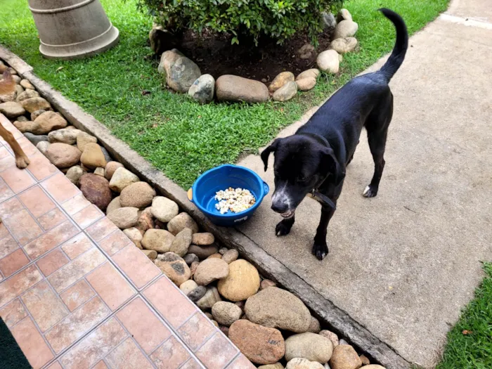 Cachorro ra a SRD-ViraLata idade 4 anos nome Valente