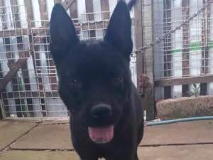 Cachorro raça SRD-ViraLata idade 7 a 11 meses nome PRETA