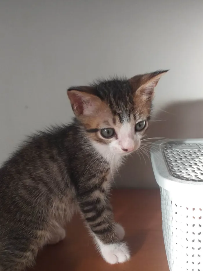 Gato ra a  idade 2 a 6 meses nome Gatinhos para adoção 