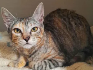 Gato raça Srd idade 2 a 6 meses nome Belle