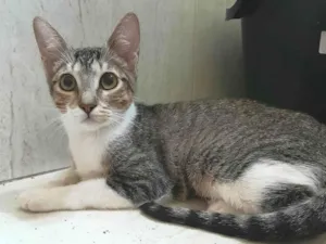 Gato raça SRD-ViraLata idade 2 a 6 meses nome Mirna