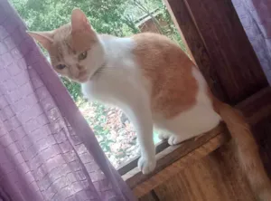 Gato raça SRD-ViraLata idade 2 anos nome FAÍSCA