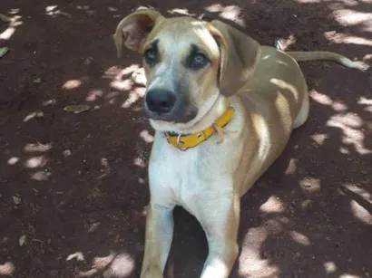 Cachorro raça SRD-ViraLata idade 7 a 11 meses nome Hiochy