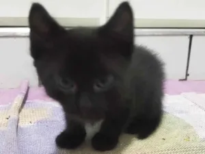 Gato raça SRD-ViraLata idade 2 a 6 meses nome Sem Nome