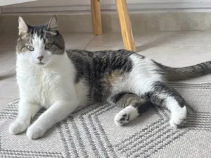 Gato raça SRD idade 6 ou mais anos nome GRATIFICA - Miah
