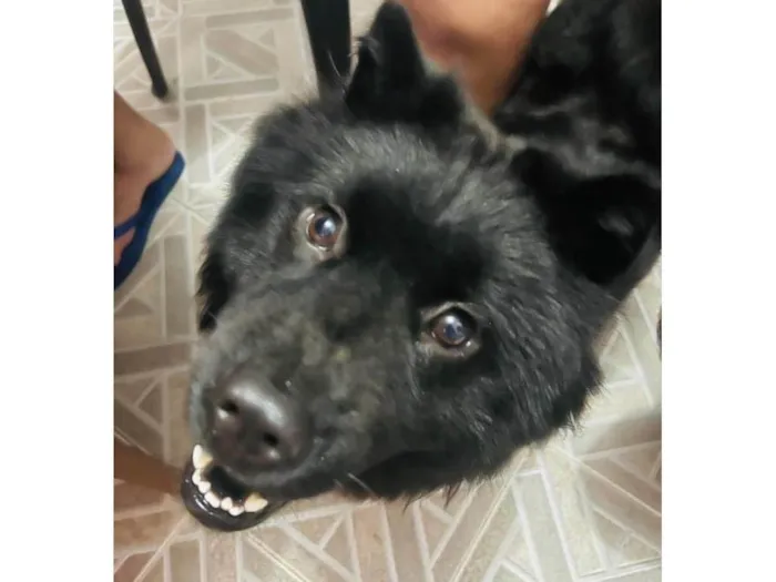 Cachorro ra a Chow Chow idade 1 ano nome Maya