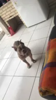 Catarina