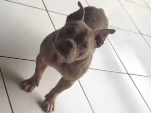 Cachorro raça American Bully  idade 7 a 11 meses nome Catarina 