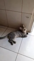 Lilica