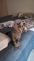Lilica