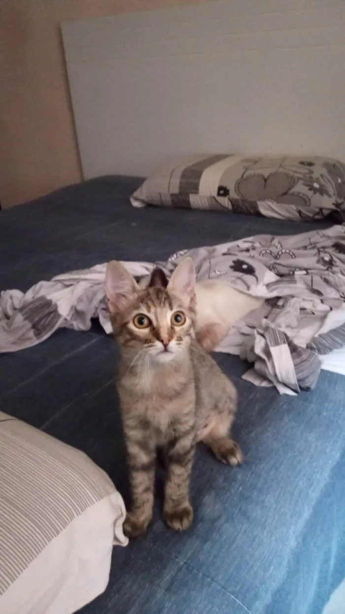 Gato ra a SRD-ViraLata idade Abaixo de 2 meses nome Lilica