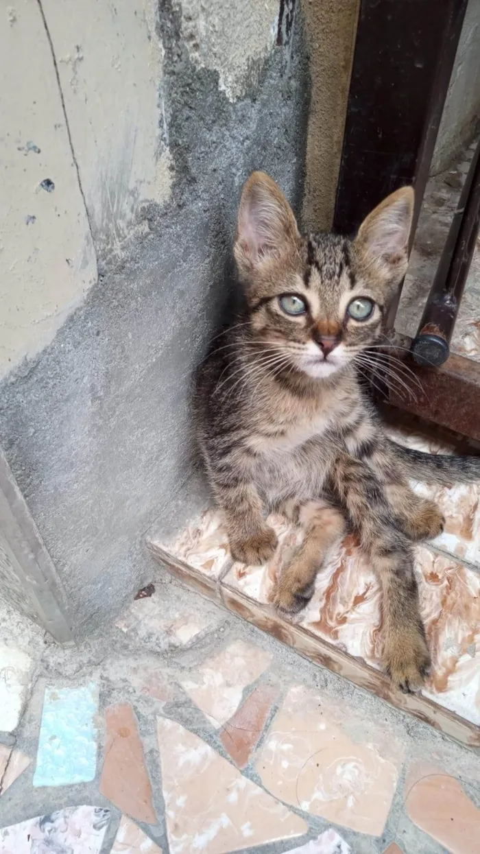 Gato ra a SRD-ViraLata idade Abaixo de 2 meses nome Lilica