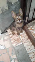 Lilica