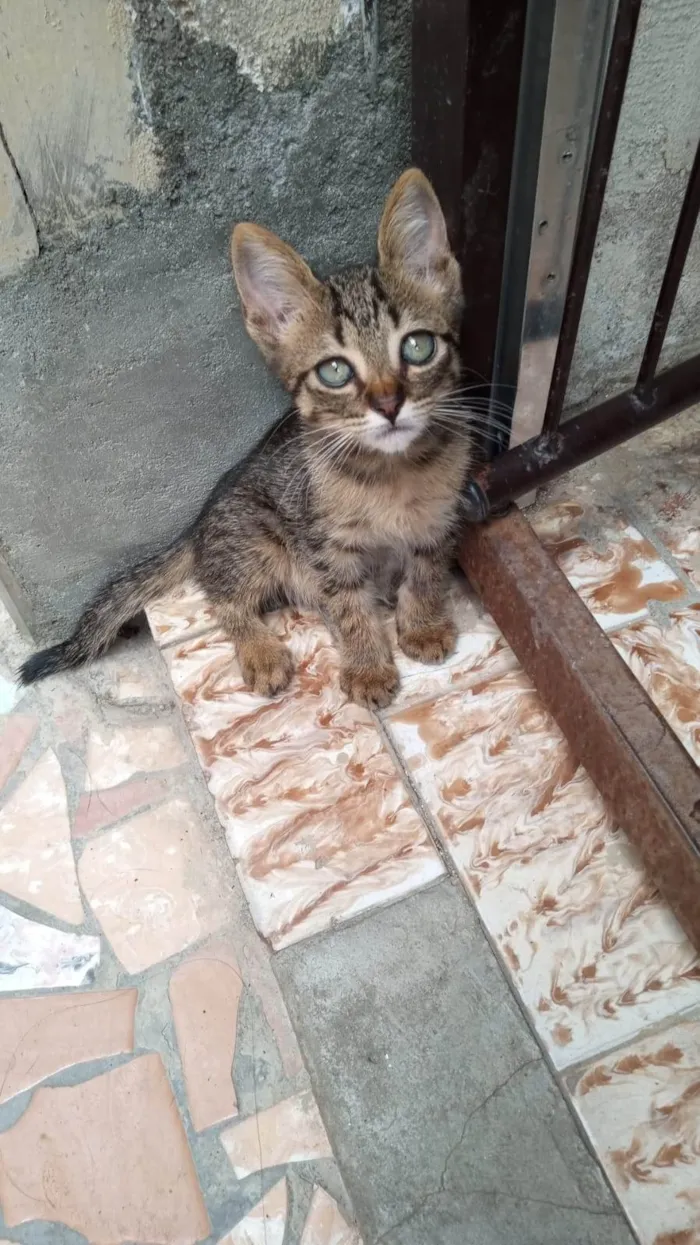 Gato ra a SRD-ViraLata idade Abaixo de 2 meses nome Lilica