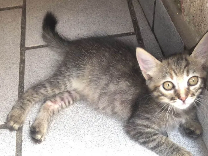 Gato ra a SRD-ViraLata idade Abaixo de 2 meses nome Lilica