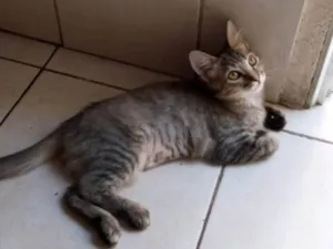 Gato raça SRD-ViraLata idade Abaixo de 2 meses nome Lilica