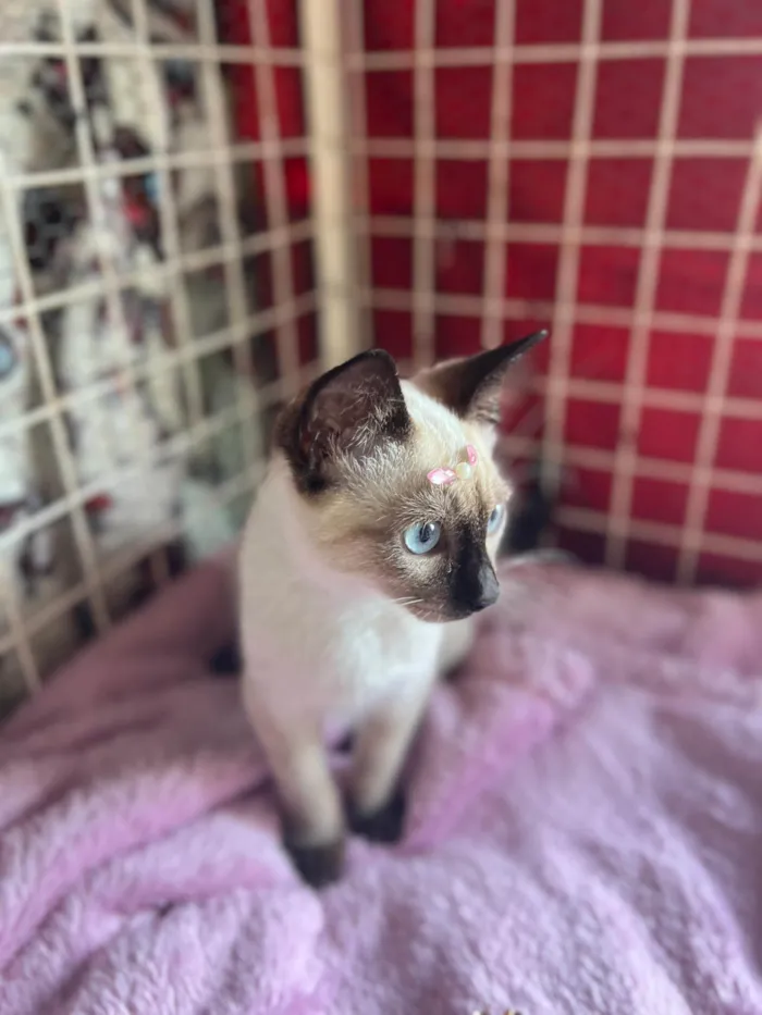 Gato ra a Siamês  idade 2 a 6 meses nome Mey