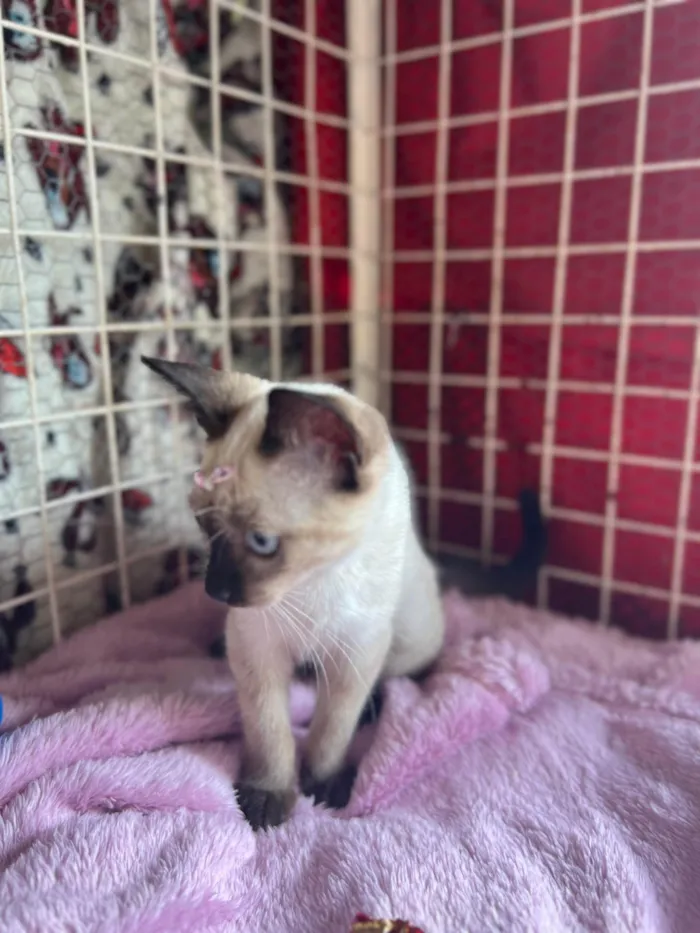 Gato ra a Siamês  idade 2 a 6 meses nome Mey