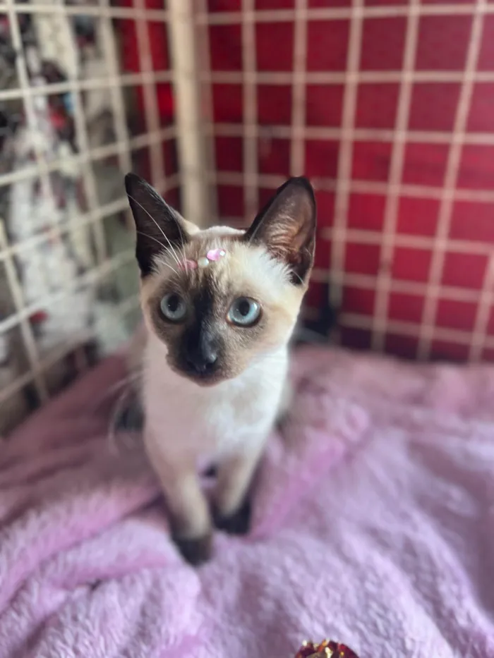 Gato ra a Siamês  idade 2 a 6 meses nome Mey