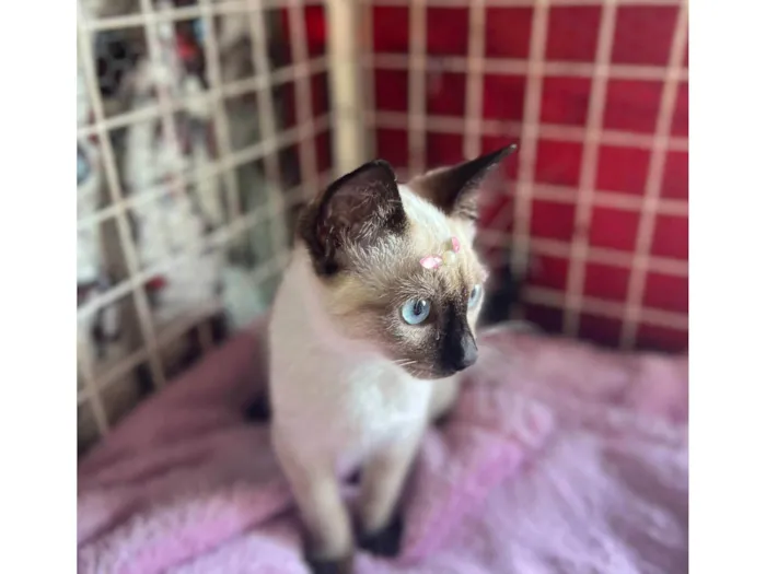 Gato ra a Siamês  idade 2 a 6 meses nome Mey