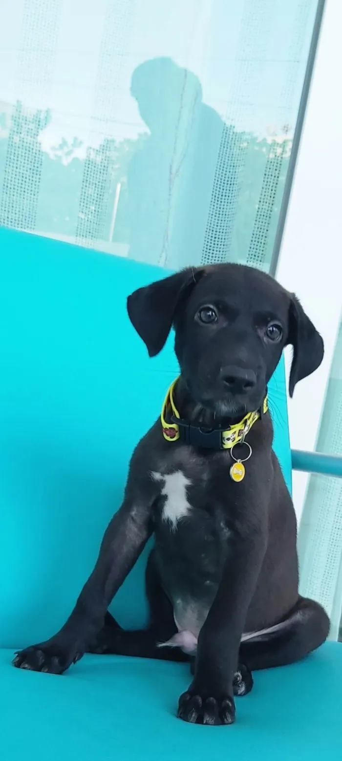 Cachorro ra a Sem Definição  idade 2 a 6 meses nome Zeus