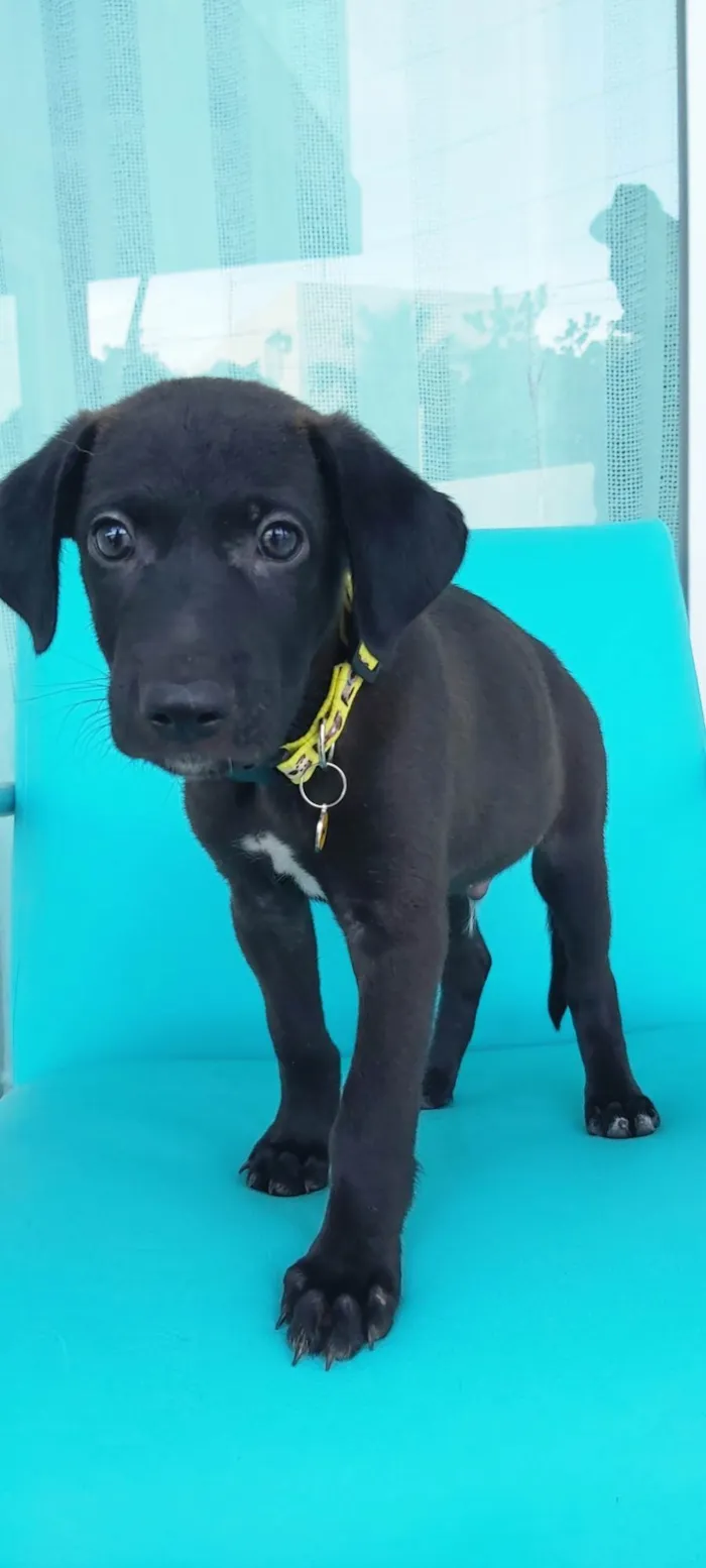 Cachorro ra a Sem Definição  idade 2 a 6 meses nome Zeus