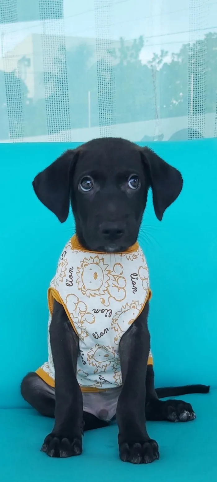 Cachorro ra a Sem Definição  idade 2 a 6 meses nome Zeus