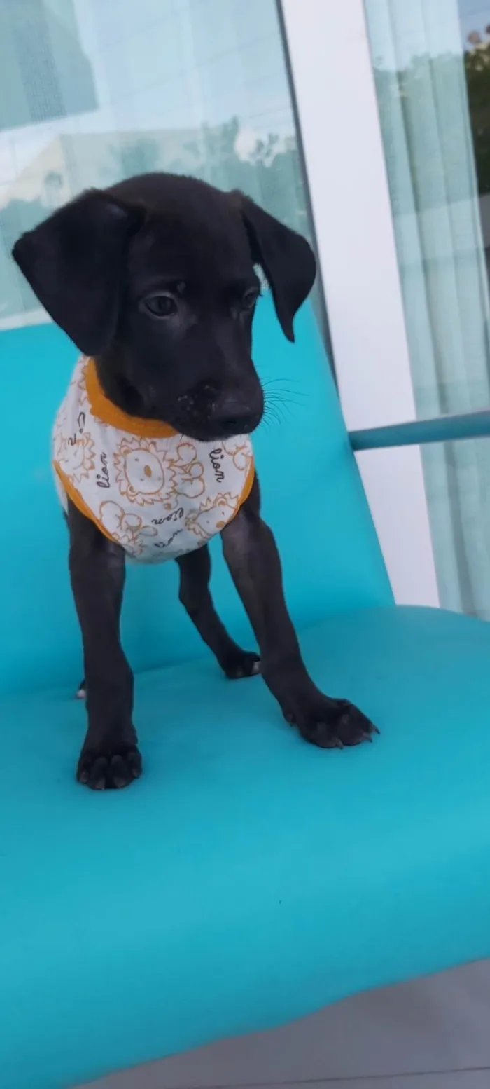 Cachorro ra a Sem Definição  idade 2 a 6 meses nome Zeus