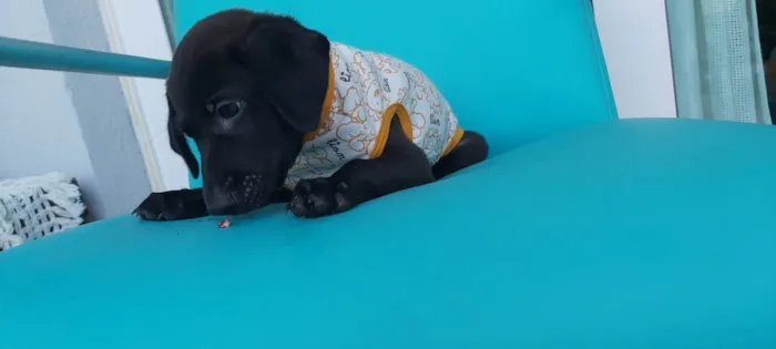 Cachorro ra a Sem Definição  idade 2 a 6 meses nome Zeus