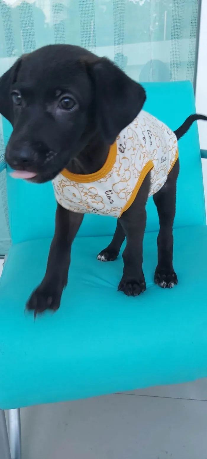 Cachorro ra a Sem Definição  idade 2 a 6 meses nome Zeus