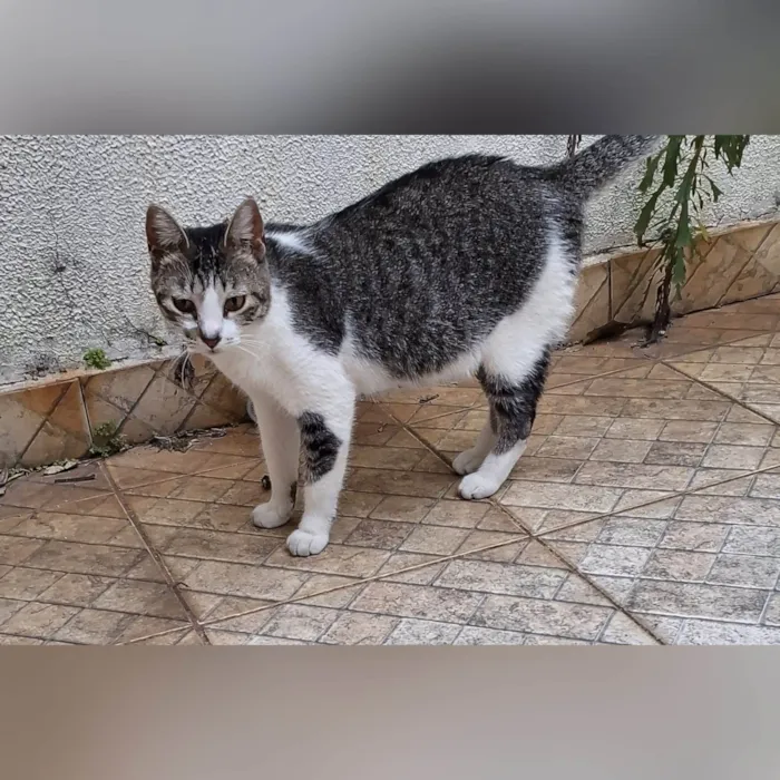 Gato ra a SRD-ViraLata idade 7 a 11 meses nome NANNY