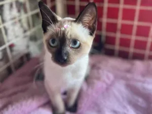 Gato raça Siamês  idade 2 a 6 meses nome Mey