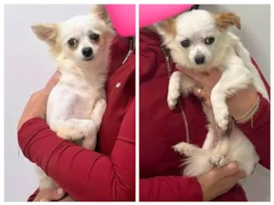 Cachorro raça Chihuaha idade 2 anos nome Buzz e Woody (Ler a descrição até o final)