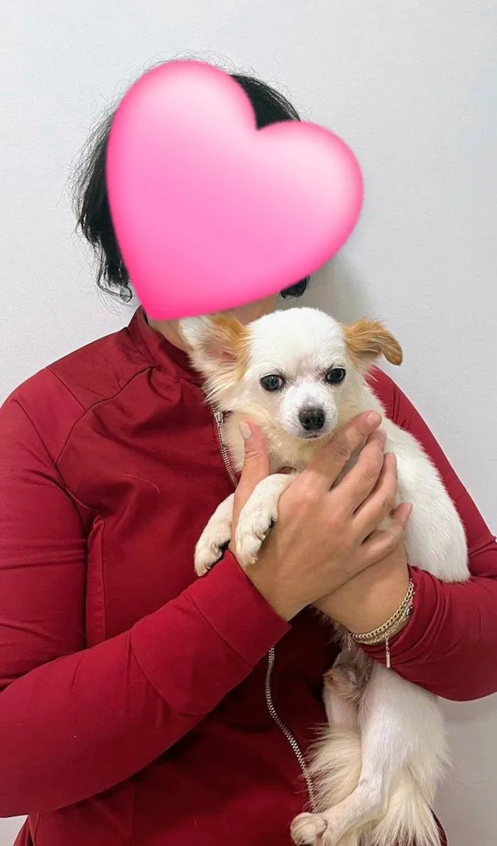 Cachorro ra a Chihuaha idade 2 anos nome Buzz e Woody (Ler a descrição até o final)
