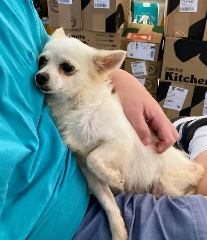Cachorro ra a Chihuaha idade 2 anos nome Buzz e Woody (Ler a descrição até o final)