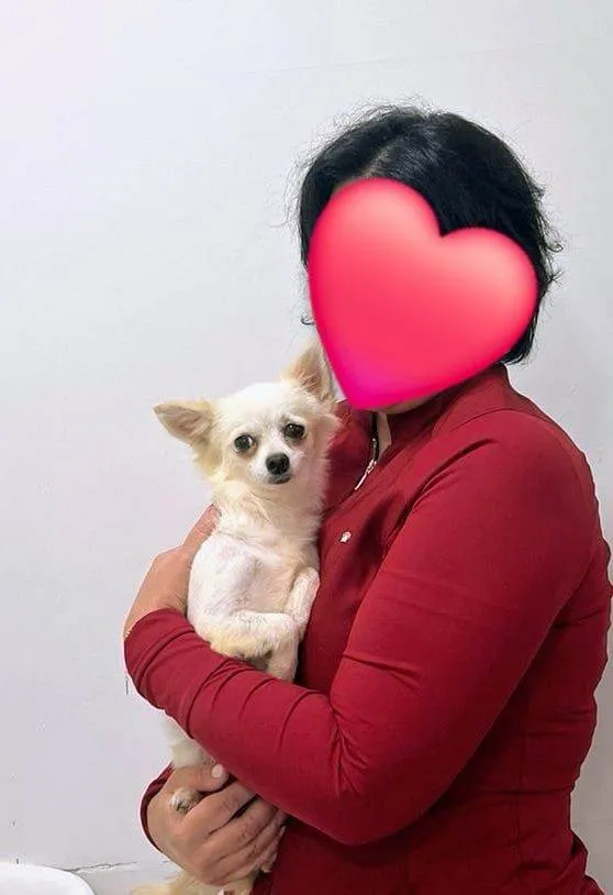 Cachorro ra a Chihuaha idade 2 anos nome Buzz e Woody (Ler a descrição até o final)