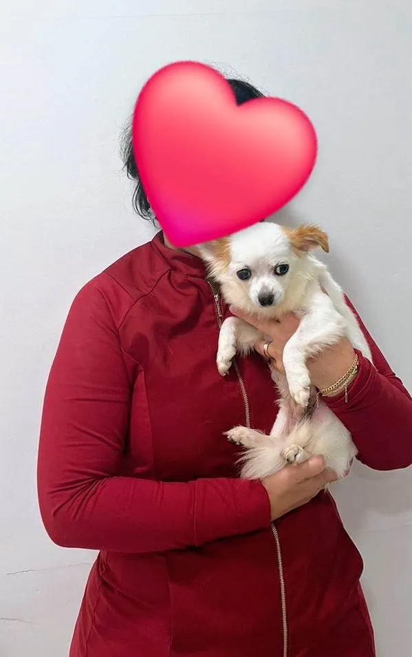 Cachorro ra a Chihuaha idade 2 anos nome Buzz e Woody (Ler a descrição até o final)