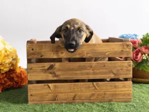 Cachorro raça SRD-ViraLata idade 2 a 6 meses nome Pedrita 