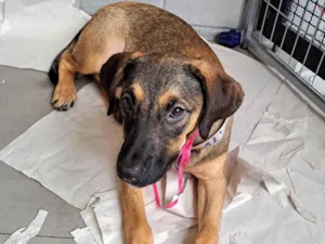 Cachorro raça SRD-ViraLata idade 2 a 6 meses nome Pedrita 