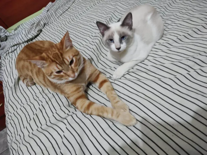 Gato ra a SRD-ViraLata idade 7 a 11 meses nome Cheddar