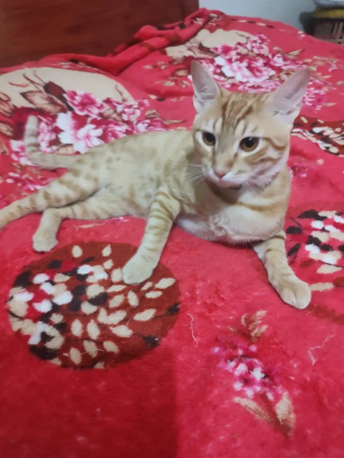 Gato ra a SRD-ViraLata idade 7 a 11 meses nome Cheddar
