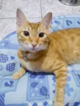 Cheddar