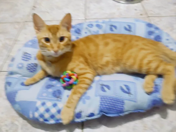 Gato ra a SRD-ViraLata idade 7 a 11 meses nome Cheddar