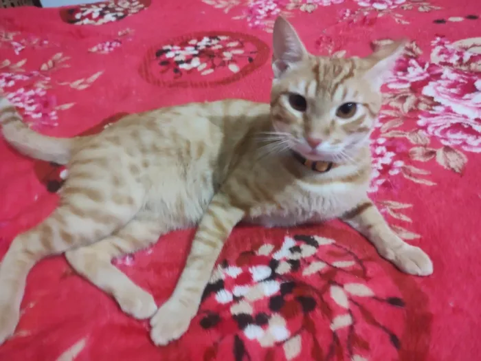 Gato ra a SRD-ViraLata idade 7 a 11 meses nome Cheddar