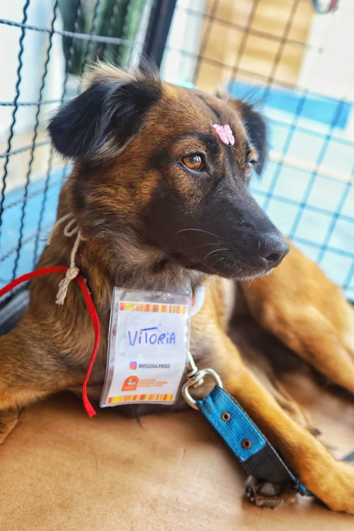 Cachorro ra a SRD-ViraLata idade 2 anos nome Vitória
