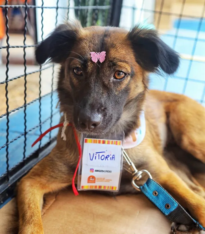 Cachorro ra a SRD-ViraLata idade 2 anos nome Vitória
