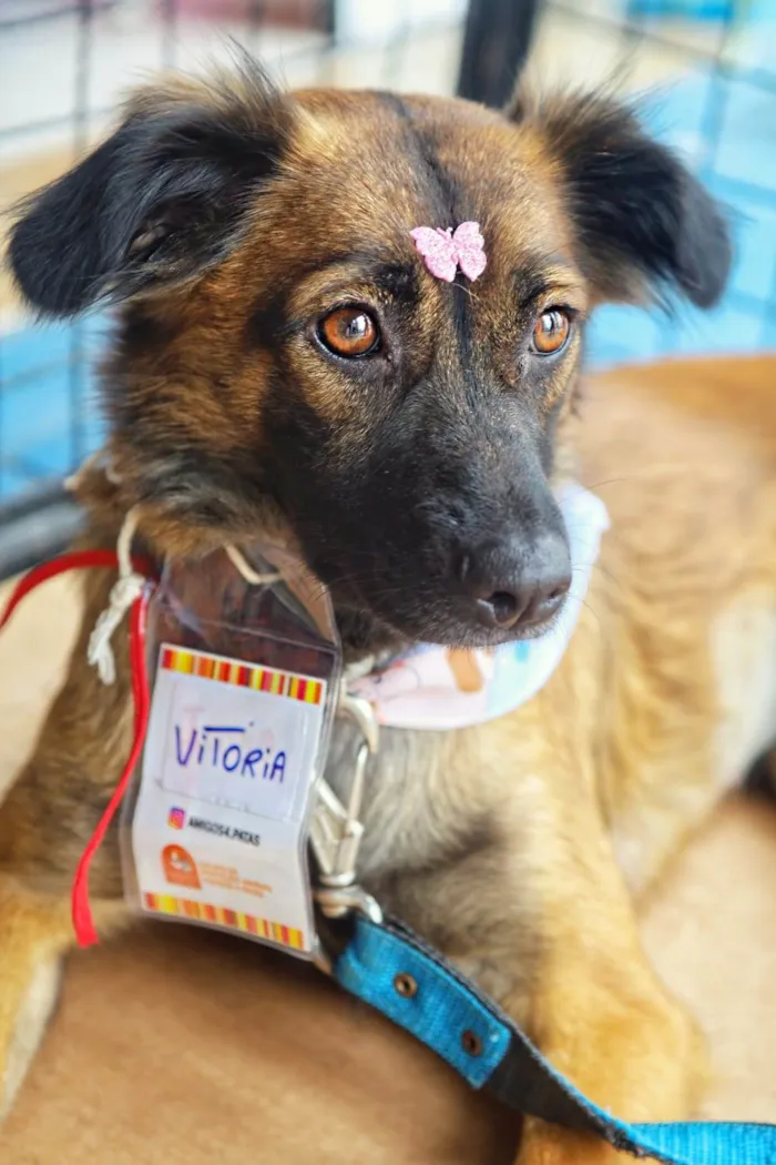 Cachorro ra a SRD-ViraLata idade 2 anos nome Vitória